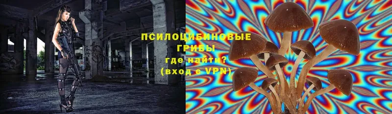 купить   Тырныауз  Псилоцибиновые грибы ЛСД 